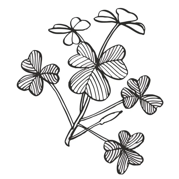Διάνυσμα σύνολο τριφύλλι. Απομονωμένη άγριο φυτό και τα φύλλα σε λευκό φόντο. Φυτικά χαραγμένο στυλ εικονογράφηση. Λεπτομερείς βοτανικό σκίτσο. — Διανυσματικό Αρχείο