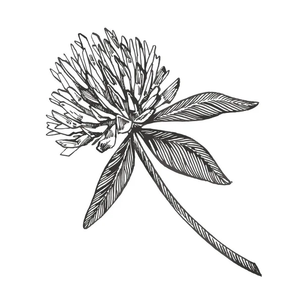 Kleeblumen-Vektorset. isolierte Wildpflanze und Blätter auf weißem Hintergrund. Kräuterstichillustration. detaillierte botanische Skizze. — Stockvektor