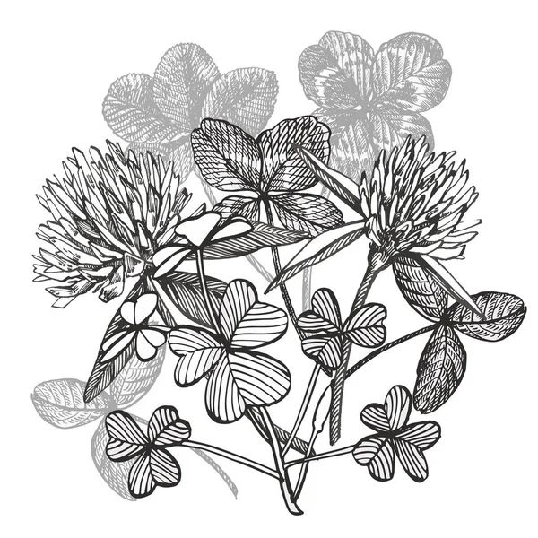 Τριφύλλι διανυσματικές συνθέσεις. Απομονωμένη άγριο φυτό και τα φύλλα σε λευκό φόντο. Φυτικά χαραγμένο στυλ εικονογράφηση. Λεπτομερείς βοτανικό σκίτσο. Happy St.Patrick s ημέρα κάρτα συνθέσεις. — Διανυσματικό Αρχείο