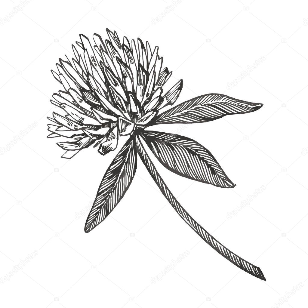 Clover flower vector set. Isolated wild plant and leaves on white background. Herbal engraved style illustration. Detailed botanical sketch.