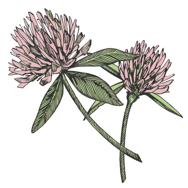 クローバー花ベクトルを設定します。隔離された野生植物と白い背景の葉。ハーブの刻まれたスタイルの図。詳細な植物スケッチ. — ストックベクタ