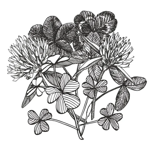 Composições vetoriais de trevo. Planta selvagem isolada e folhas no fundo branco. Herbal gravada ilustração estilo. Esboço botânico detalhado. Composições felizes do cartão do dia de São Patrício . —  Vetores de Stock