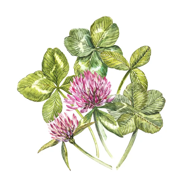 レッド クローバーの花と、四葉とシャムロックの葉 - の組成物。植物の水彩イラスト。ハッピー聖パトリックの日のデザイン要素. — ストック写真