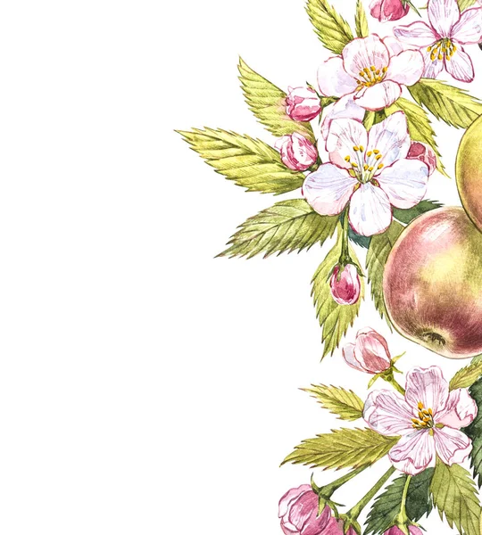 Apfel rahmt botanische Illustration ein. Kartendesign mit Apfelblüten und Blatt. Aquarell botanische Illustration isoliert auf weißem Hintergrund. — Stockfoto