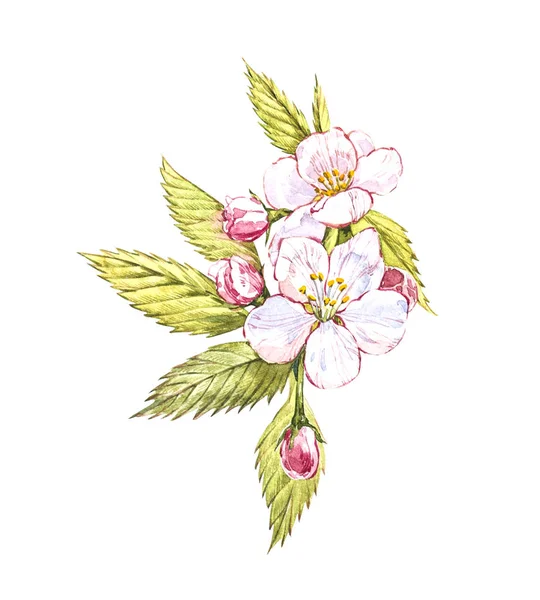 Aquarel hand getrokken apple bloemen. Eco natuurvoeding fruit illustratie. Botanische illustratie geïsoleerd op witte achtergrond. — Stockfoto