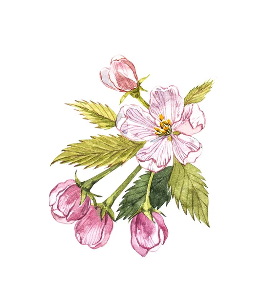 Aquarelle dessinée à la main fleurs de pomme. Illustration de fruits alimentaires éco naturels. Illustration botanique isolée sur fond blanc . — Photo