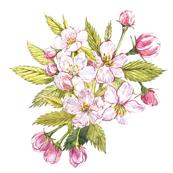 Aquarelle dessinée à la main fleurs de pomme. Illustration de fruits alimentaires éco naturels. Illustration botanique isolée sur fond blanc . — Photo