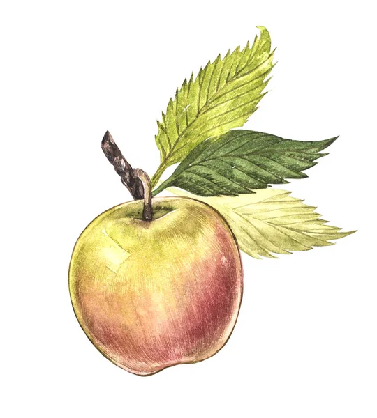 Watercolor hand drawn apple. Eco natural food fruit illustration. Botanical illustration isolated on white background. — Stock Photo, Image
