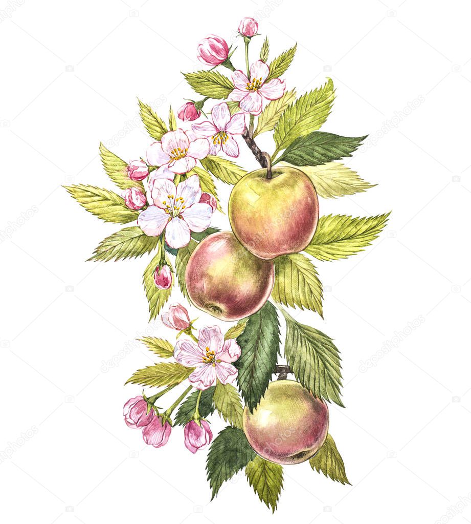 Colorful watercolor of the apple tree branches with fruits, flowers and leaves. Watercolor botanical illustration isolated on white background.