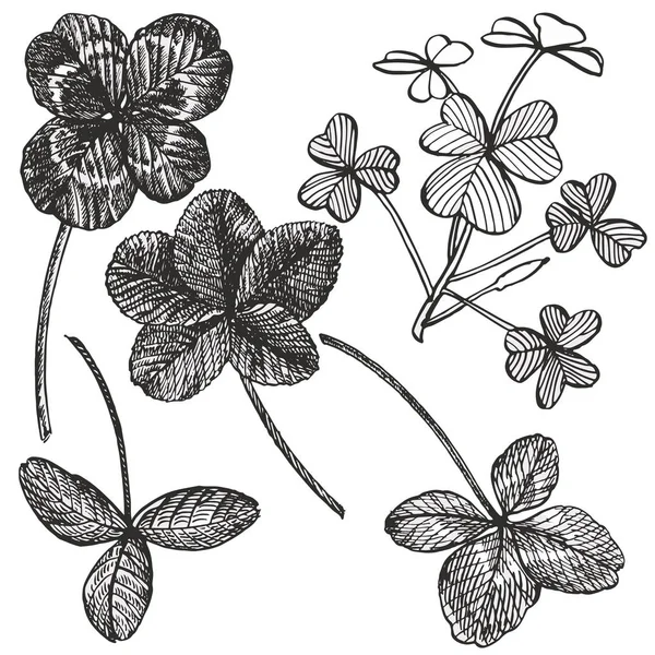 Ensemble de vecteurs trèfle. Plante sauvage isolée et feuilles sur fond blanc. Illustration de style gravé à base de plantes. Esquisse botanique détaillée. Un ensemble de feuilles de trèfle - feuille à quatre feuilles et trèfle . — Image vectorielle