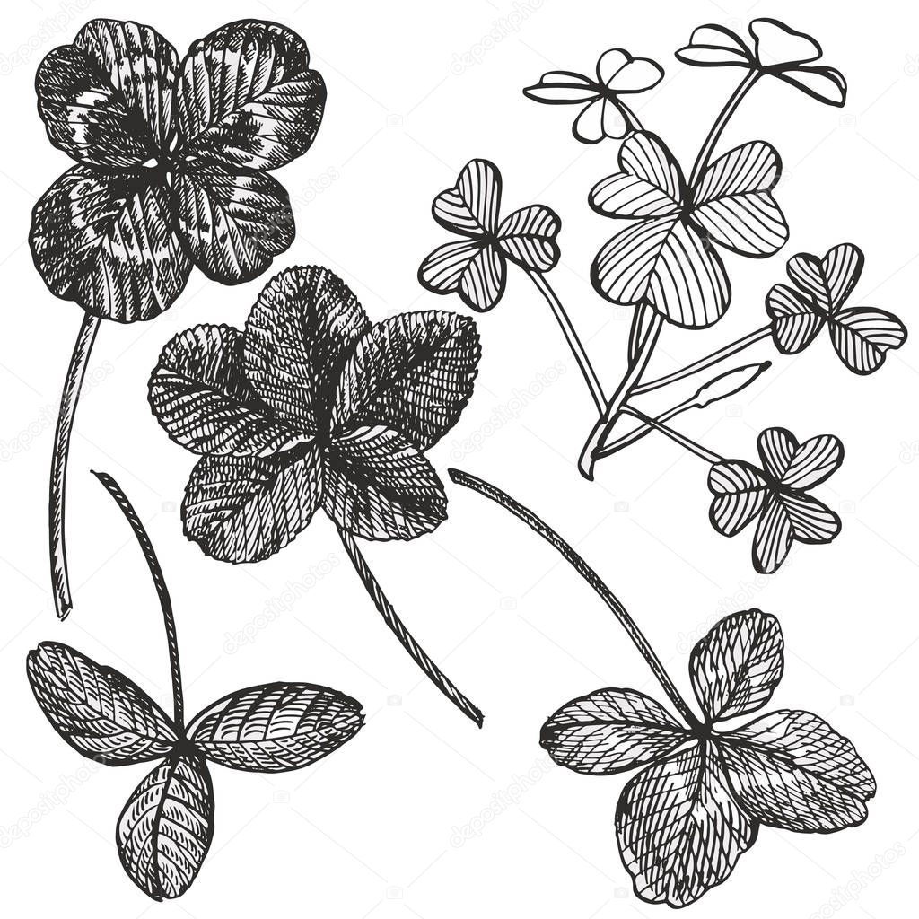 Clover vector set. Isolated wild plant and leaves on white background. Herbal engraved style illustration. Detailed botanical sketch. A set of clover leaves - four-leafed and trefoil.