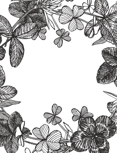 Handritade grafisk clover blomma illustration. Målade botaniska tre frisésallat äng gräs, isolerad på vit bakgrund. Glad St.Patrick s dag kort kompositioner. — Stock vektor