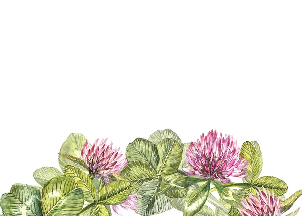 Ručně kreslené akvarel jetel květ ilustrace. Malované botanické sítina trojklanná luční, izolované na bílém pozadí. Happy Patrika s den karet kompozice. — Stock fotografie