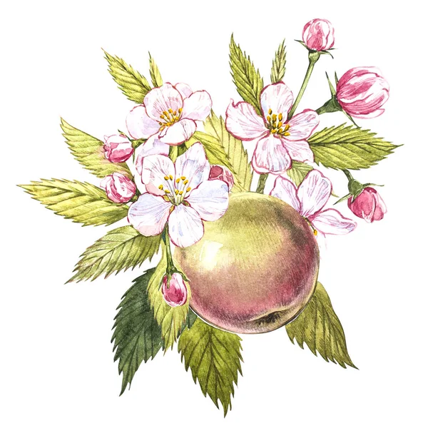 Akvarelu ručně tažené jablko. Eco přirozené potravy ovoce ilustrace. Botanická ilustrace izolované na bílém pozadí. — Stock fotografie
