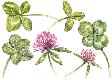 A set of clover red flowers and leaves - four-leafed and trefoil. Watercolor botanical illustration. Design element Happy Saint Patricks Day clipart