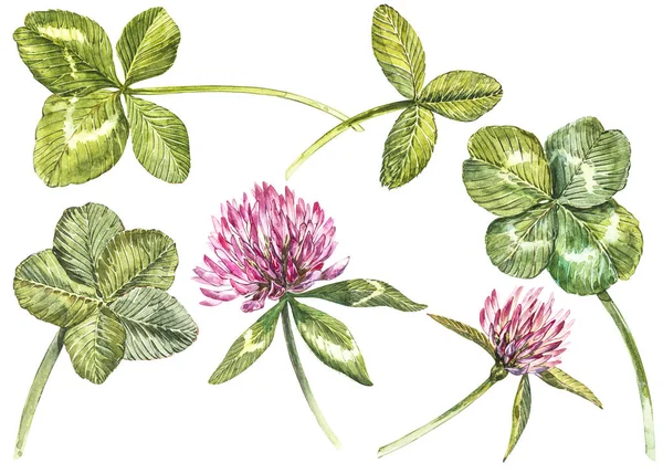 Um grupo de flores vermelhas de trevo e folhas - quatro folhas e trevo. Ilustração botânica aquarela. Elemento de design Happy Saint Patricks Day — Fotografia de Stock