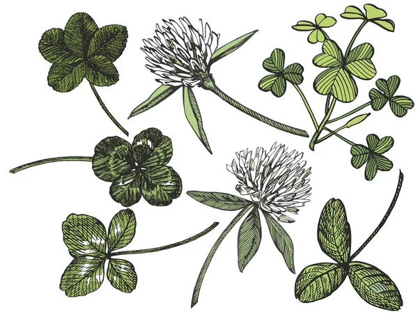 Kleeblatt-Vektorset. isolierte Wildpflanze und Blätter auf weißem Hintergrund. Kräuterstichillustration. detaillierte botanische Skizze. ein Satz Kleeblätter - vierblättrig und Kleeblatt. — Stockvektor