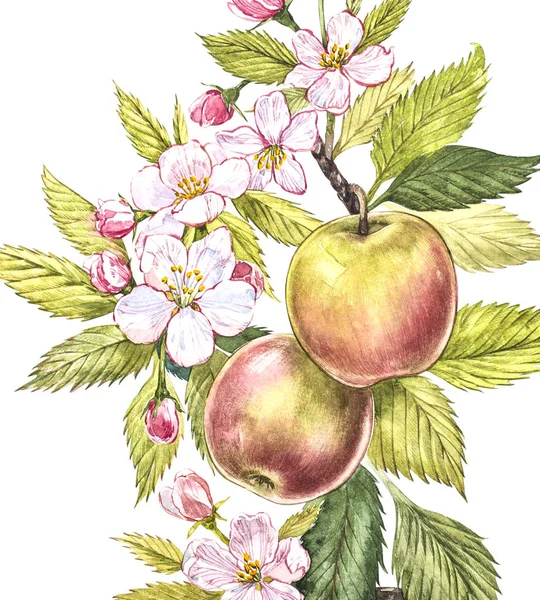 Kleurrijke aquarel van de appelboom takken met fruit, bloemen en bladeren. Aquarel botanische illustratie geïsoleerd op witte achtergrond. — Stockfoto