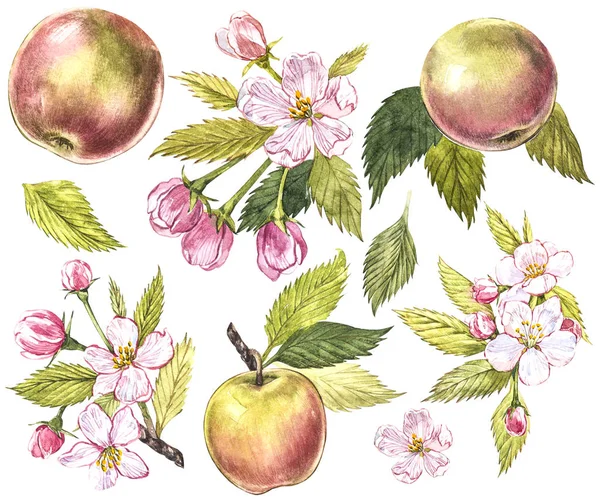 Collection of highly detailed hand drawn apples. Watercolor botanical illustration isolated on white background. — Stock Photo, Image