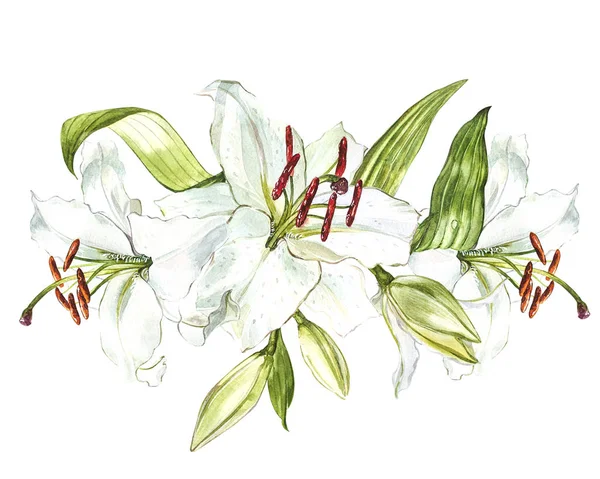 흰 백합, 수채화 세트 손 꽃 흰색 배경에 고립의 그려 식물 그림. — 스톡 사진