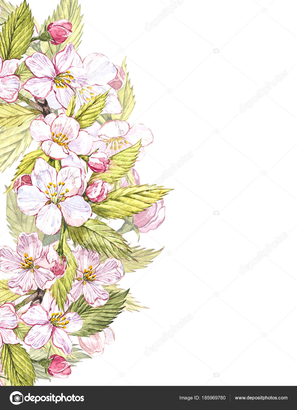 アップル フレーム ボタニカル イラスト リンゴの花と葉のカード デザイン 白い背景に分離された水彩画ボタニカル イラスト ストック写真 C Asetrova