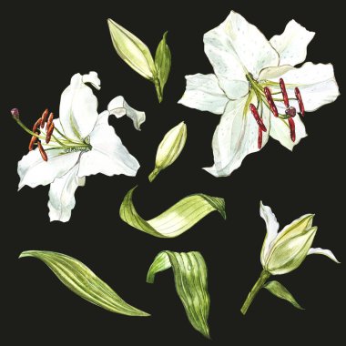 Beyaz lilyum, sulu boya seti el çekilmiş botanik illüstrasyon koyu arka plan üzerinde çiçek.