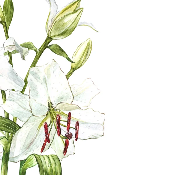 Set acquerello di gigli bianchi, illustrazione botanica disegnata a mano di fiori isolati su uno sfondo bianco . — Foto Stock