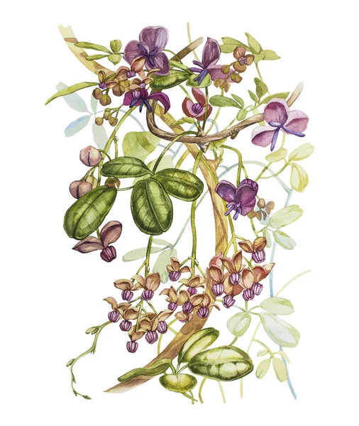 수채화 손으로 그린 akebia quinata 나뭇잎과 흰색 바탕에 보라색 꽃. 식물 그림. — 스톡 사진
