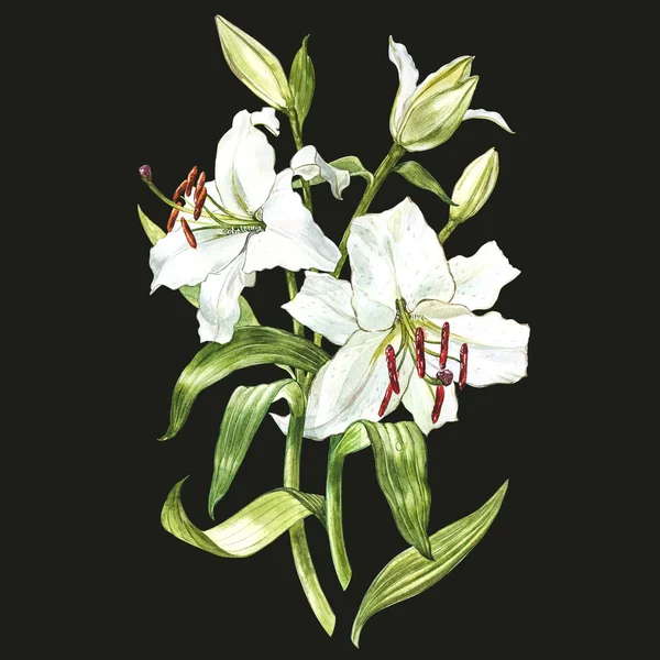 Conjunto de acuarelas de lirios blancos, ilustración botánica dibujada a mano de flores sobre un fondo oscuro . —  Fotos de Stock