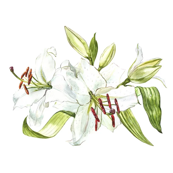 Conjunto de acuarelas de lirios blancos, ilustración botánica dibujada a mano de flores aisladas sobre un fondo blanco . — Foto de Stock