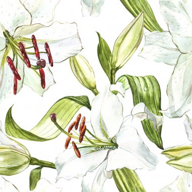 Sorunsuz çiçek desenli. Sulu Boya beyaz lilyum, el çekilmiş botanik çizim çiçek.