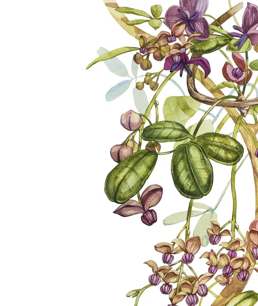 Akvarelu ručně kreslenou akebia quinata listy a fialové květy na bílém pozadí. Botanická ilustrace. — Stock fotografie
