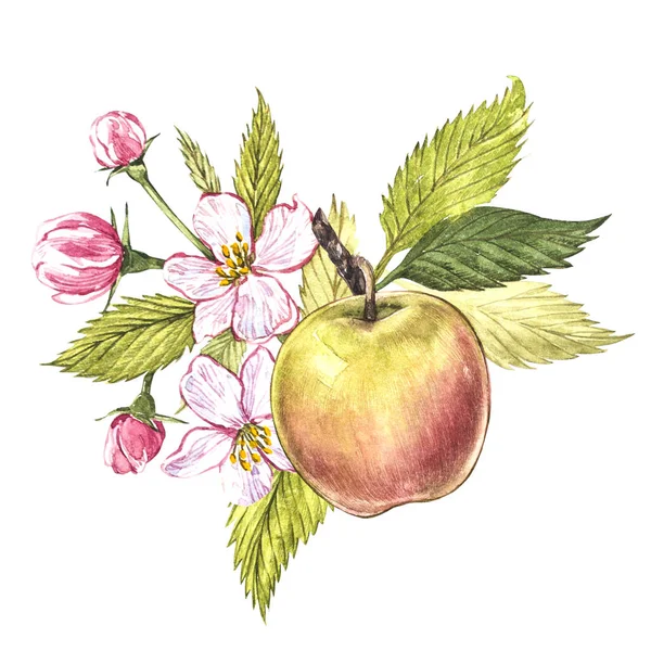 Watercolor hand drawn apple. Eco natural food fruit illustration. Botanical illustration isolated on white background. — Stock Photo, Image