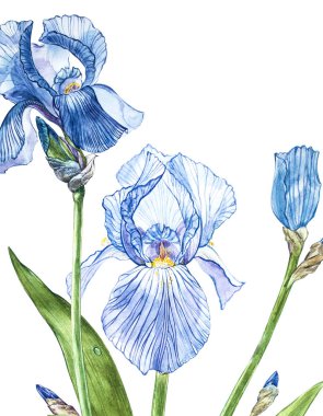 Iris çiçekler. Botanik illüstrasyon izole beyaz bir arka plan üzerinde çiçek suluboya el çekilmiş.
