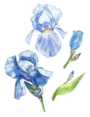 Iris çiçekler. Botanik illüstrasyon izole beyaz bir arka plan üzerinde çiçek suluboya el çekilmiş.