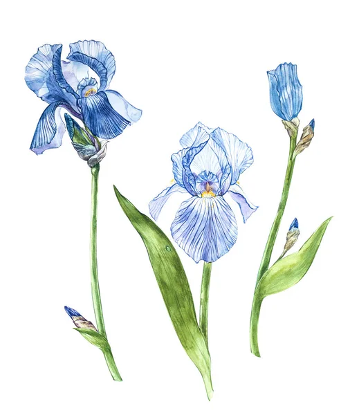 Iris çiçekler. Botanik illüstrasyon izole beyaz bir arka plan üzerinde çiçek suluboya el çekilmiş.