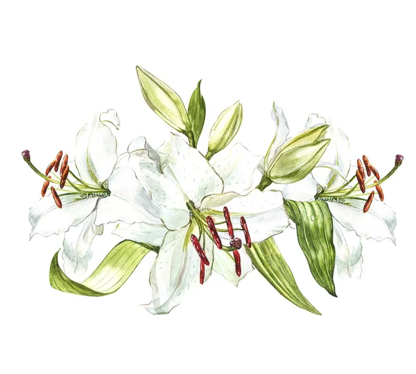 Conjunto de acuarelas de lirios blancos, ilustración botánica dibujada a mano de flores aisladas sobre un fondo blanco . —  Fotos de Stock