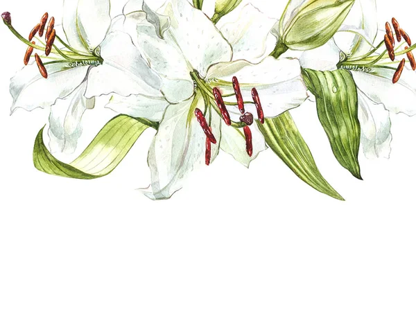 Aquarell-Set weißer Lilien, handgezeichnete botanische Illustration von Blumen isoliert auf weißem Hintergrund. — Stockfoto