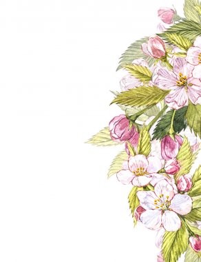 Apple çerçeve botanik illüstrasyon. Elma çiçek ve yaprak kart tasarımı. Suluboya botanik illüstrasyon izole beyaz arka plan üzerinde.