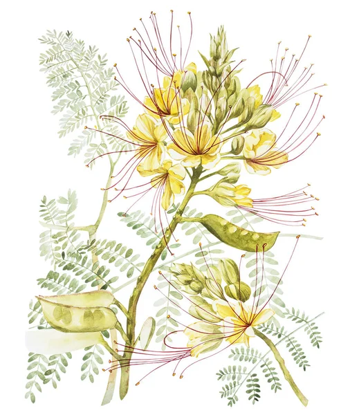Экзотические желтые цветы Цезальпиния. Акварель ручной работы ботанической иллюстрации цветов изолированы на белом фоне . — стоковое фото