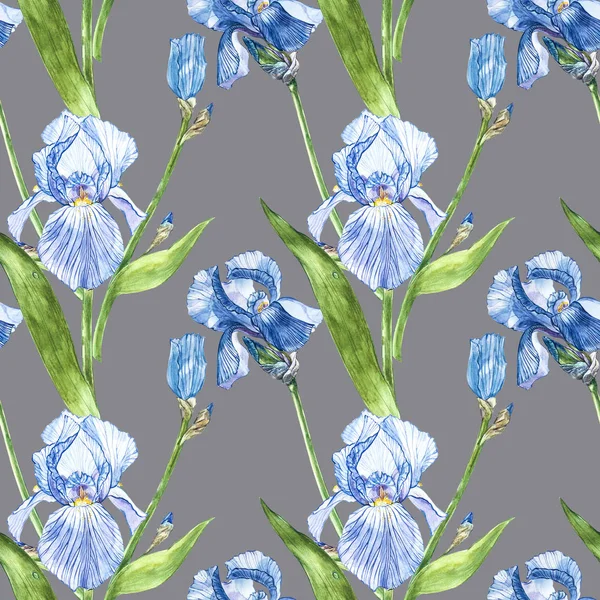 Iris çiçekler. Suluboya el botanik çiçek resmi çizilmiş. Seamless modeli.