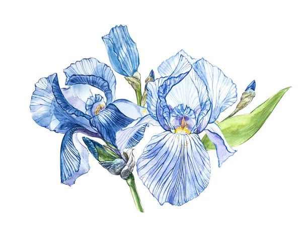 Flores de Iris. Acuarela ilustración botánica dibujada a mano de flores aisladas sobre un fondo blanco . — Foto de Stock