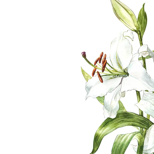 Watercolor set of white lilies, hand drawn botanical illustration of flowers isolated on a white background. — Stock Photo, Image