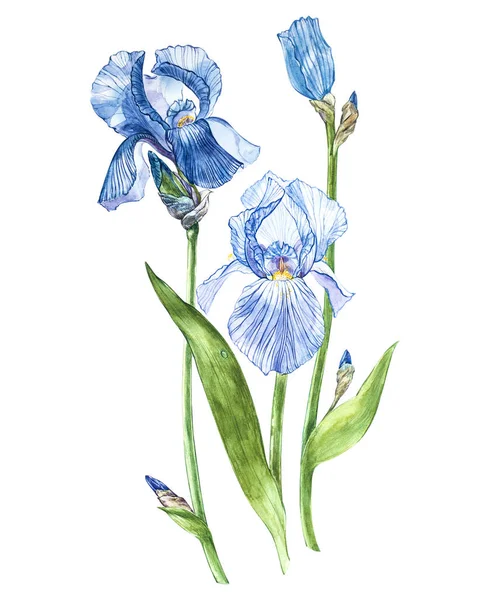 Virágok, az írisz. Akvarell kézzel rajzolt botanikai illusztrációja virágok elszigetelt fehér background. — Stock Fotó