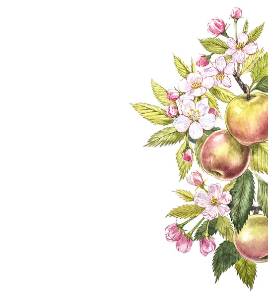 Apple frame botanische illustratie. Kaart ontwerp met apple bloemen en blad. Aquarel botanische illustratie geïsoleerd op witte achtergrond. — Stockfoto