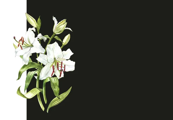 白いユリの水彩画セット手暗い背景上の花の描かれたボタニカル イラスト. — ストック写真