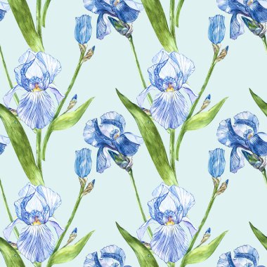 Iris çiçekler. Suluboya el botanik çiçek resmi çizilmiş. Seamless modeli.