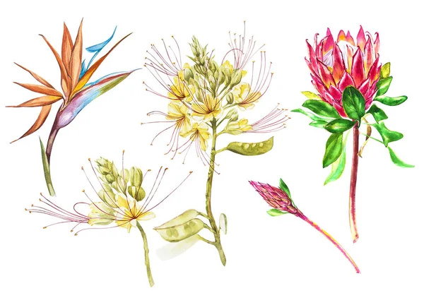 Акварель Кейптауна, Caesalpinia і Стреліція квіти встановити. Тропічний прикраса квіткові ботанічні ілюстрації. Акварель ізольовані. Ідеально підходить для запрошення, весілля або вітальні листівки. — стокове фото