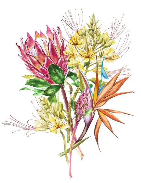 Acuarela Protea, Caesalpinia y ramo de flores Strelitzia. Ilustración botánica floral de decoración tropical. Acuarela aislada. Perfecto para invitaciones, bodas o tarjetas de felicitación . —  Fotos de Stock