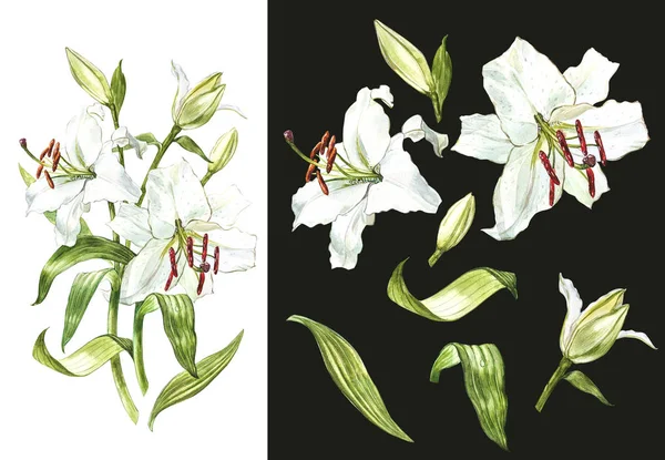 Conjunto aquarela de lírios brancos, ilustração botânica desenhada à mão de flores em um fundo escuro . — Fotografia de Stock